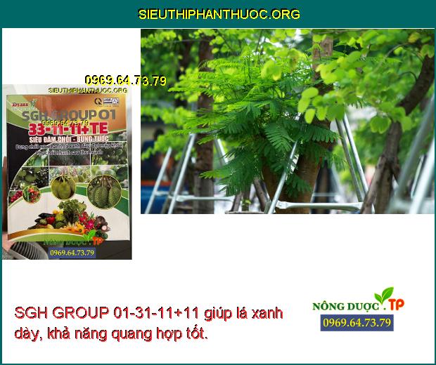 SGH GROUP 01-31-11+11 giúp lá xanh dày, khả năng quang hợp tốt.