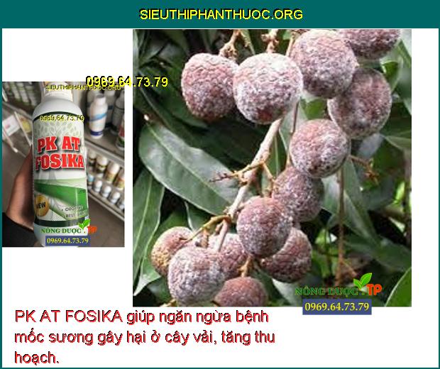 PK AT FOSIKA giúp ngăn ngừa bệnh mốc sương gây hại ở cây vải, tăng thu hoạch.