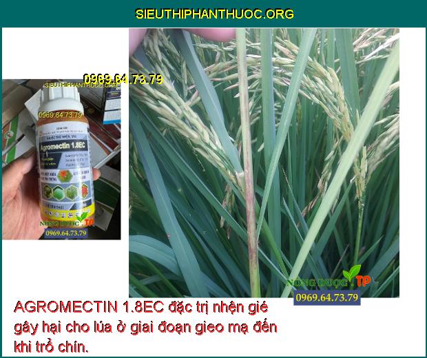 AGROMECTIN 1.8EC đặc trị nhện gié gây hại cho lúa ở giai đoạn gieo mạ đến khi trổ chín.
