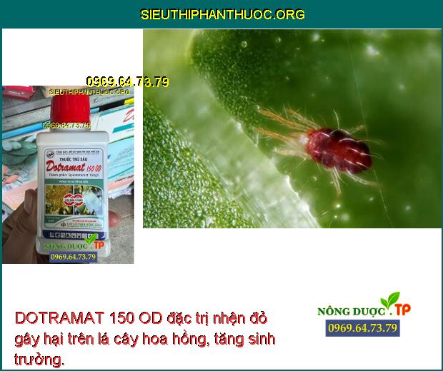 DOTRAMAT 150 OD đặc trị nhện đỏ gây hại trên lá cây hoa hồng, tăng sinh trưởng.