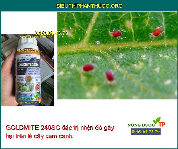 GOLDMITE 240SC đặc trị nhện đỏ gây hại trên lá cây cam canh.