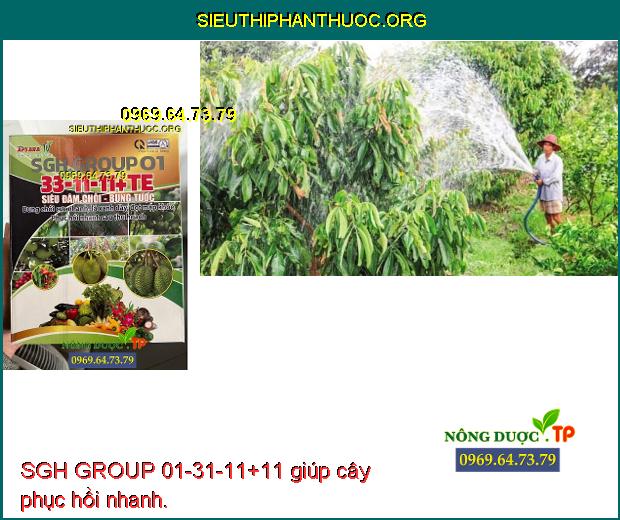 SGH GROUP 01-31-11+11 giúp cây phục hồi nhanh.