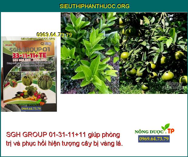 SGH GROUP 01-31-11+11 giúp phòng trị và phục hồi hiện tượng cây bị vàng lá.