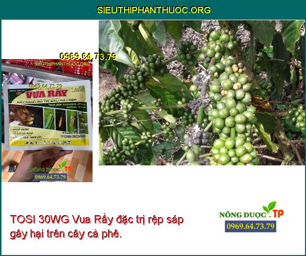 TOSI 30WG Vua Rầy- Đặc Trị Rầy Xanh- Bọ Trĩ- Rệp Sáp- Rầy Nâu- Sâu Cuốn ...
