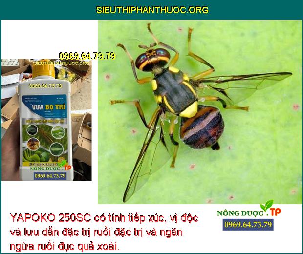 YAPOKO 250SC có tính tiếp xúc, vị độc và lưu dẫn đặc trị ruồi đặc trị và ngăn ngừa ruồi đục quả xoài.