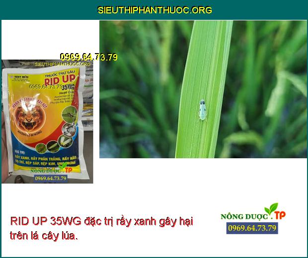 RID UP 35WG đặc trị rầy xanh gây hại trên lá cây lúa.