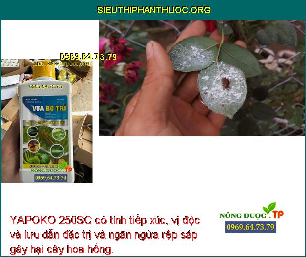 YAPOKO 250SC có tính tiếp xúc, vị độc và lưu dẫn đặc trị và ngăn ngừa rệp sáp gây hại cây hoa hồng.