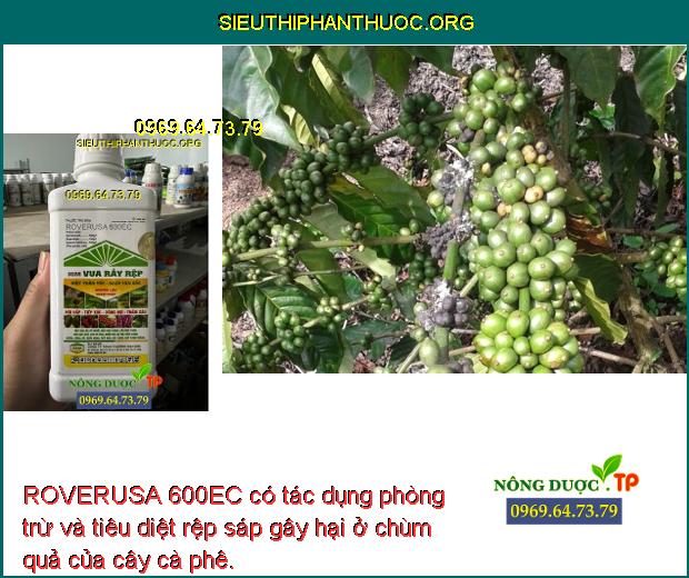ROVERUSA 600EC có tác dụng phòng trừ và tiêu diệt rệp sáp gây hại ở chùm quả của cây cà phê.