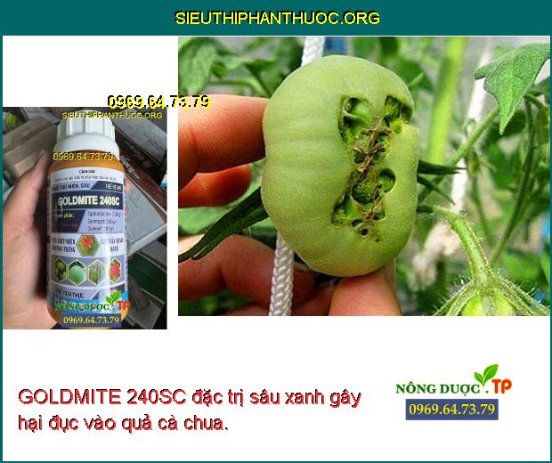 GOLDMITE 240SC đặc trị sâu xanh gây hại đục vào quả cà chua.