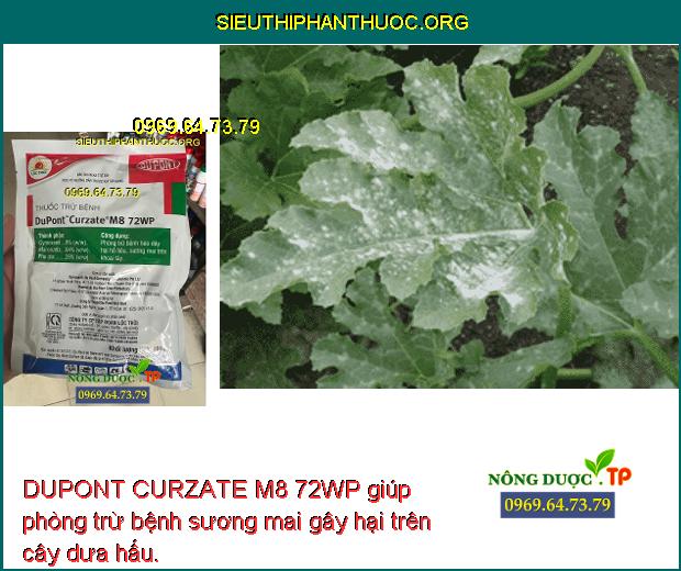 DUPONT CURZATE M8 72WP giúp phòng trừ bệnh sương mai gây hại trên cây dưa hấu.