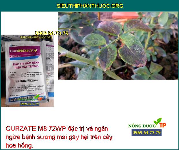 CURZATE M8 72WP đặc trị và ngăn ngừa bệnh sương mai gây hại trên cây hoa hồng.