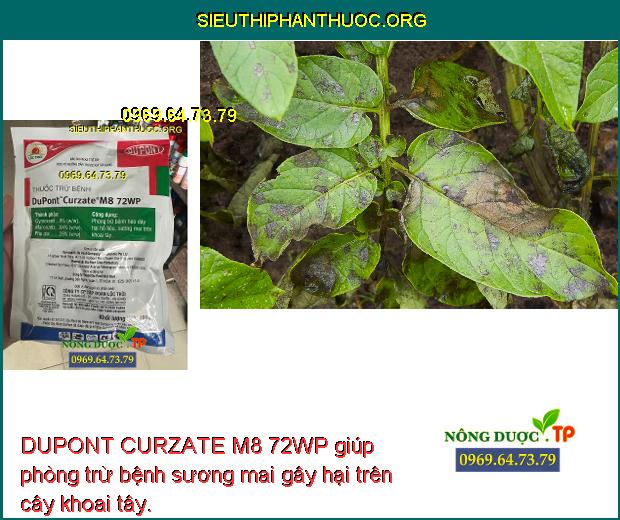 DUPONT CURZATE M8 72WP giúp phòng trừ bệnh sương mai gây hại trên cây khoai tây.