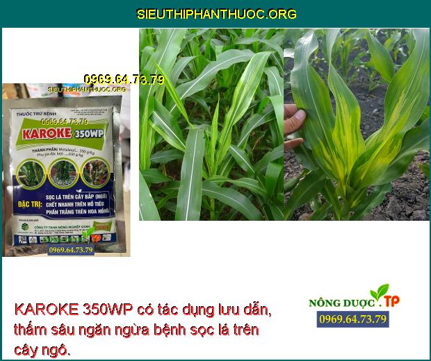 KAROKE 350WP có tác dụng lưu dẫn, thấm sâu ngăn ngừa bệnh sọc lá trên cây ngô.