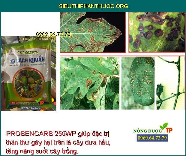 PROBENCARB 250WP giúp đặc trị thán thư gây hại trên lá cây dưa hấu, tăng năng suốt cây trồng.