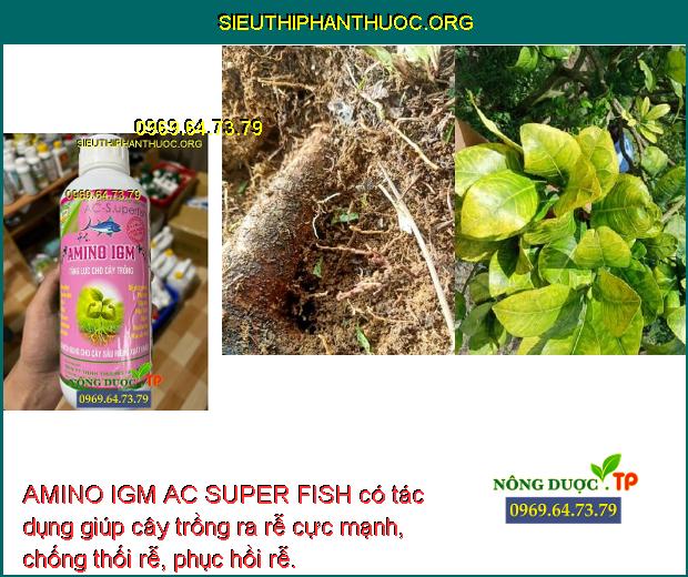AMINO IGM AC SUPER FISH có tác dụng giúp cây trồng ra rễ cực mạnh, chống thối rễ, phục hồi rễ.
