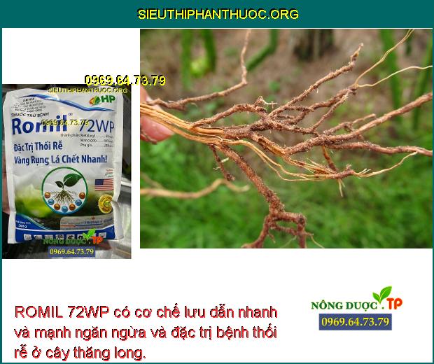 ROMIL 72WP có cơ chế lưu dẫn nhanh và mạnh ngăn ngừa và đặc trị bệnh thối rễ ở cây thăng long.
