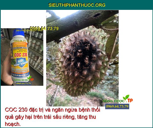 COC 230 đặc trị và ngăn ngừa bệnh thối quả gây hại trên trái sầu riêng, tăng thu hoạch.