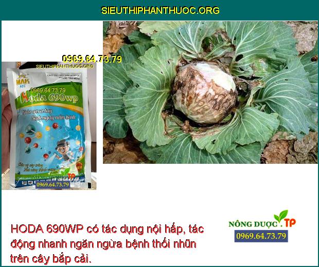 HODA 690WP có tác dụng nội hấp, tác động nhanh ngăn ngừa bệnh thối nhũn trên cây bắp cải.