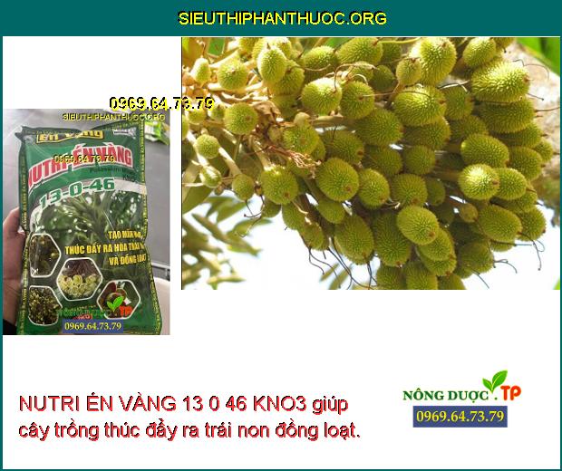 NUTRI ÉN VÀNG 13 0 46 KNO3 giúp cây trồng thúc đẩy ra trái non đồng loạt.