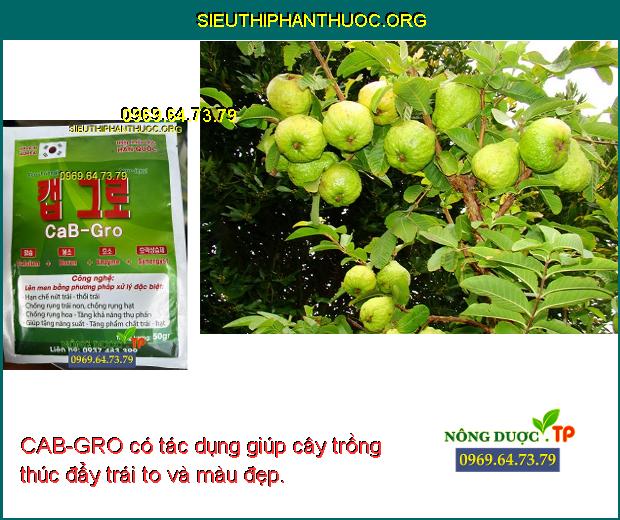 CAB-GRO có tác dụng giúp cây trồng thúc đẩy trái to và màu đẹp.