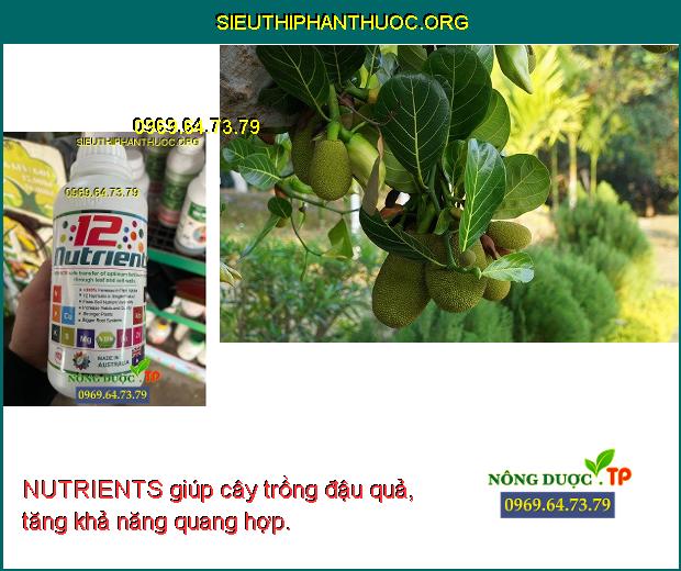 NUTRIENTS giúp cây trồng đậu quả, tăng khả năng quang hợp.