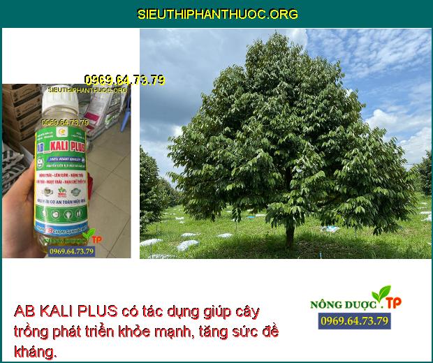 AB KALI PLUS có tác dụng giúp cây trồng phát triển khỏe mạnh, tăng sức đề kháng.