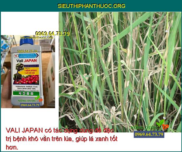 VALI JAPAN có tác dụng dùng để đặc trị bệnh khô vằn trên lúa, giúp lá xanh tốt hơn.