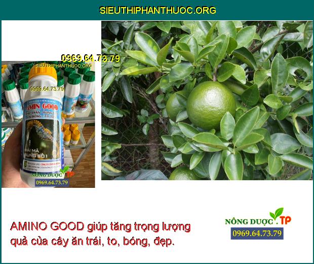 AMINO GOOD giúp tăng trọng lượng quả của cây ăn trái, to, bóng, đẹp.