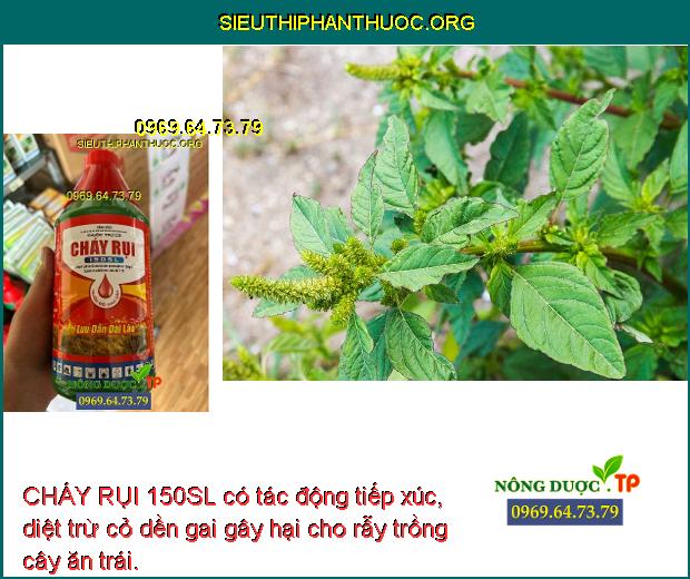 CHÁY RỤI 150SL có tác động tiếp xúc, diệt trừ cỏ dền gai gây hại cho rẫy trồng cây ăn trái.