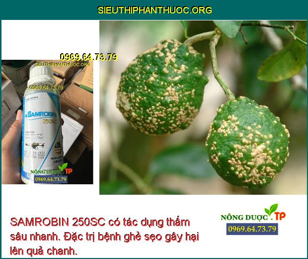 SAMROBIN 250SC có tác dụng thấm sâu nhanh. Đặc trị bệnh ghẻ sẹo gây hại lên quả chanh.