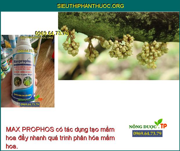 MAX PROPHOS có tác dụng tạo mầm hoa đẩy nhanh quá trình phân hóa mầm hoa.