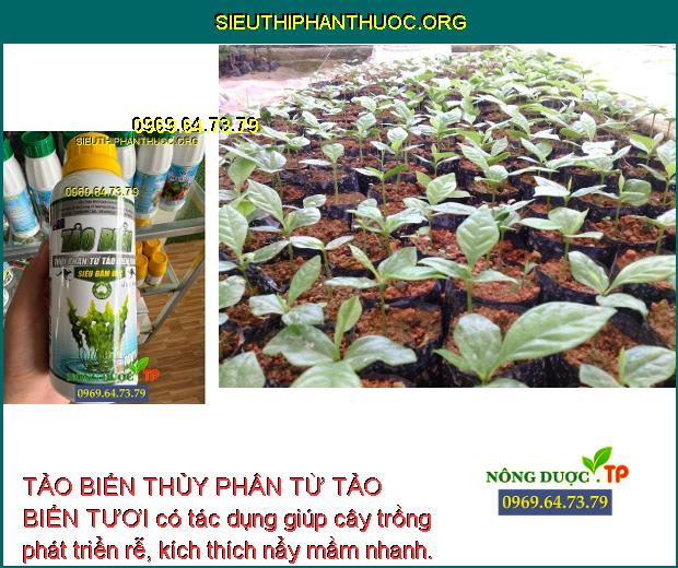 TẢO BIỂN THỦY PHÂN TỪ TẢO BIỂN TƯƠI có tác dụng giúp cây trồng phát triển rễ, kích thích nẩy mầm nhanh.