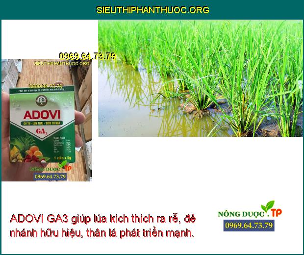 ADOVI GA3 giúp lúa kích thích ra rễ, đẻ nhánh hữu hiệu, thân lá phát triển mạnh.