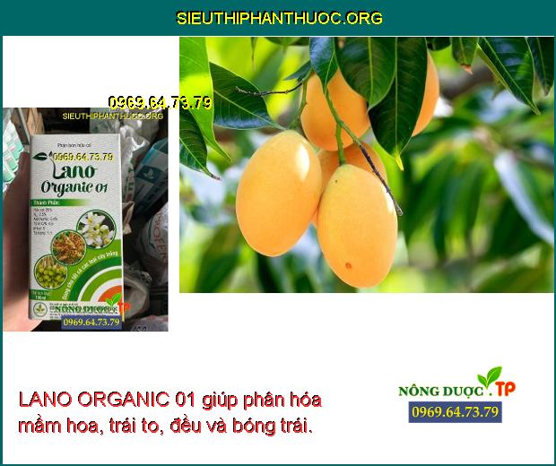 LANO ORGANIC 01 giúp phân hóa mầm hoa, trái to, đều và bóng trái.