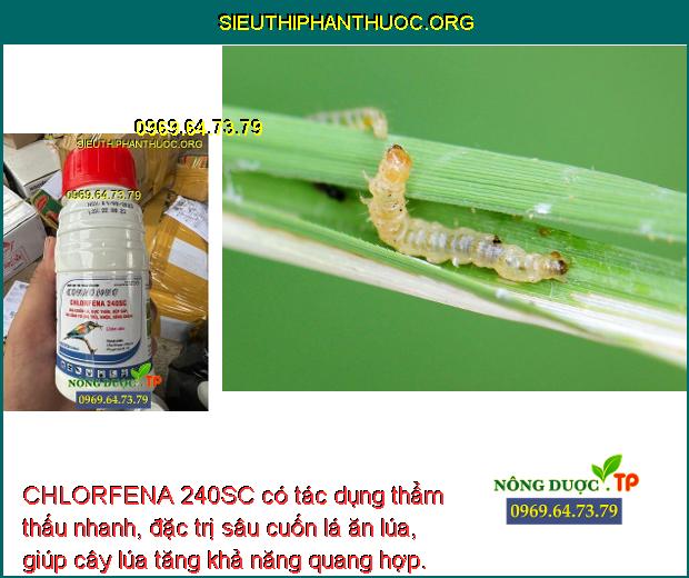 CHLORFENA 240SC có tác dụng thẩm thấu nhanh, đặc trị sâu cuốn lá ăn lúa, giúp cây lúa tăng khả năng quang hợp.