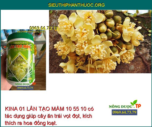 KINA 01 LÂN TẠO MẦM 10 55 10 có tác dụng giúp cây ăn trái vọt đọt, kích thích ra hoa đồng loạt.