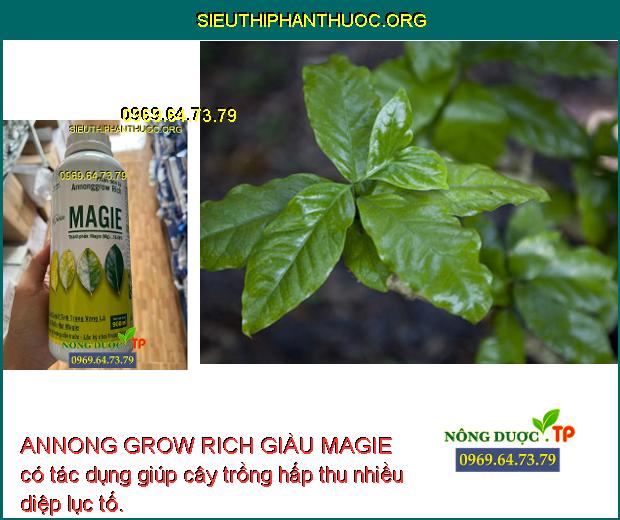 ANNONG GROW RICH GIÀU MAGIE có tác dụng giúp cây trồng hấp thu nhiều diệp lục tố.
