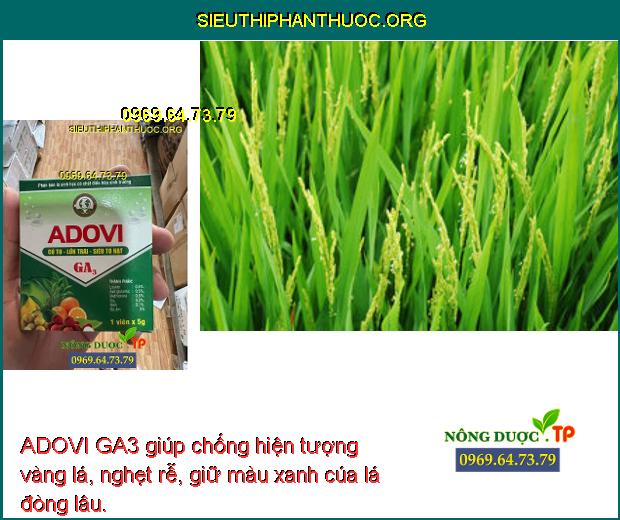 ADOVI GA3 giúp chống hiện tượng vàng lá, nghẹt rễ, giữ màu xanh cúa lá đòng lâu.