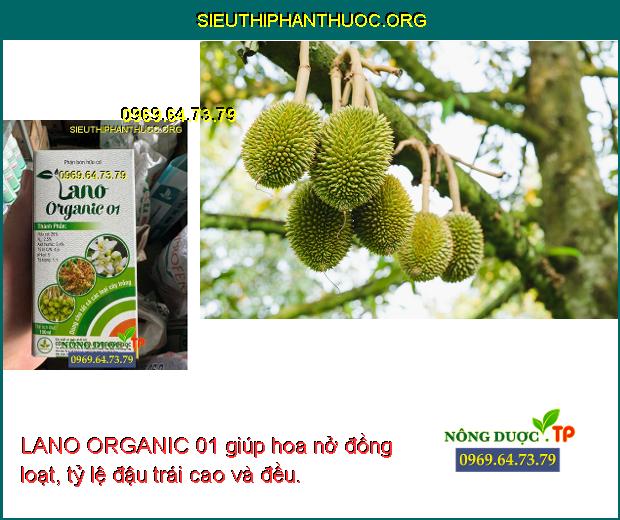 LANO ORGANIC 01 giúp hoa nở đồng loạt, tỷ lệ đậu trái cao và đều.