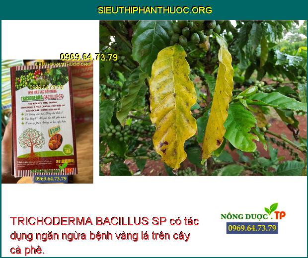 TRICHODERMA BACILLUS SP có tác dụng ngăn ngừa bệnh vàng lá trên cây cà phê.