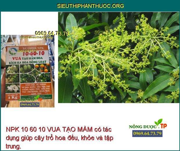 NPK 10 60 10 VUA TẠO MẦM có tác dụng giúp cây trổ hoa đều, khỏe và tập trung.
