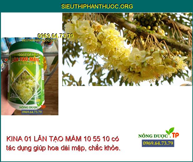 KINA 01 LÂN TẠO MẦM 10 55 10 có tác dụng giúp hoa dài mập, chắc khỏe.