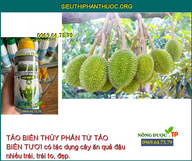 TẢO BIỂN THỦY PHÂN TỪ TẢO BIỂN TƯƠI có tác dụng cây ăn quả đậu nhiều trái, trái to, đẹp.