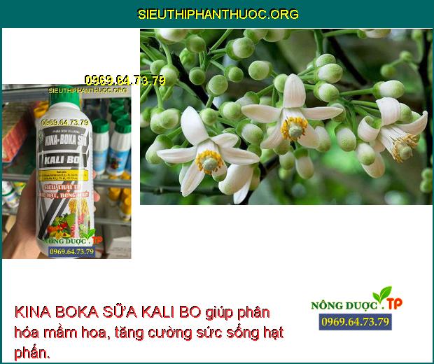 KINA BOKA SỮA KALI BO giúp phân hóa mầm hoa, tăng cường sức sống hạt phấn.