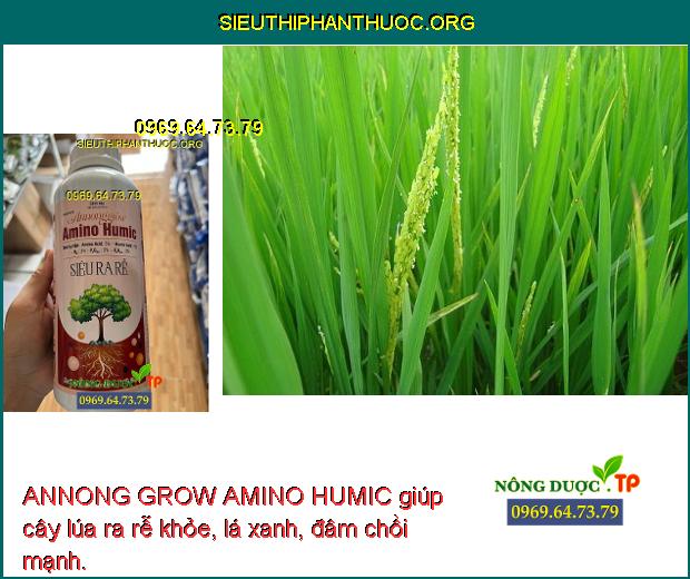 ANNONG GROW AMINO HUMIC giúp cây lúa ra rễ khỏe, lá xanh, đâm chồi mạnh.