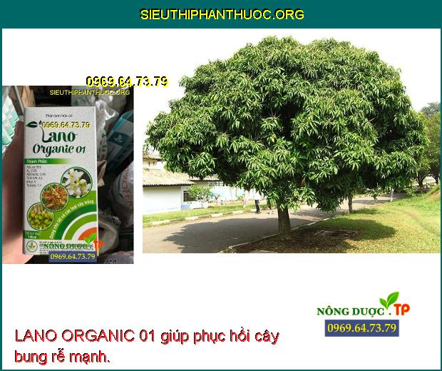 LANO ORGANIC 01 giúp phục hồi cây bung rễ mạnh.