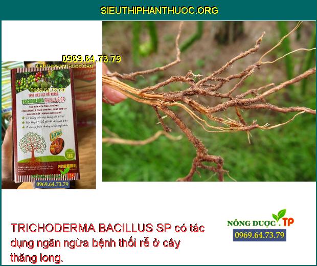 TRICHODERMA BACILLUS SP có tác dụng ngăn ngừa bệnh thối rễ ở cây thăng long.