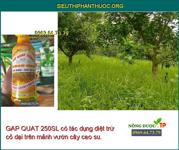 GAP QUAT 250SL có tác dụng diệt trừ cỏ dại trên mảnh vườn cây cao su.
