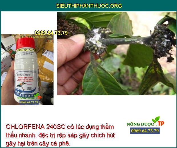 CHLORFENA 240SC có tác dụng thẩm thấu nhanh, đặc trị rệp sáp gây chích hút gây hại trên cây cà phê.