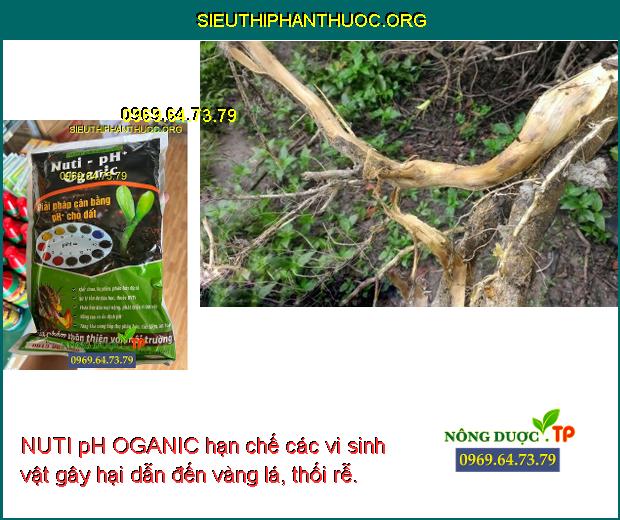 NUTI pH OGANIC hạn chế các vi sinh vật gây hại dẫn đến vàng lá, thối rễ.